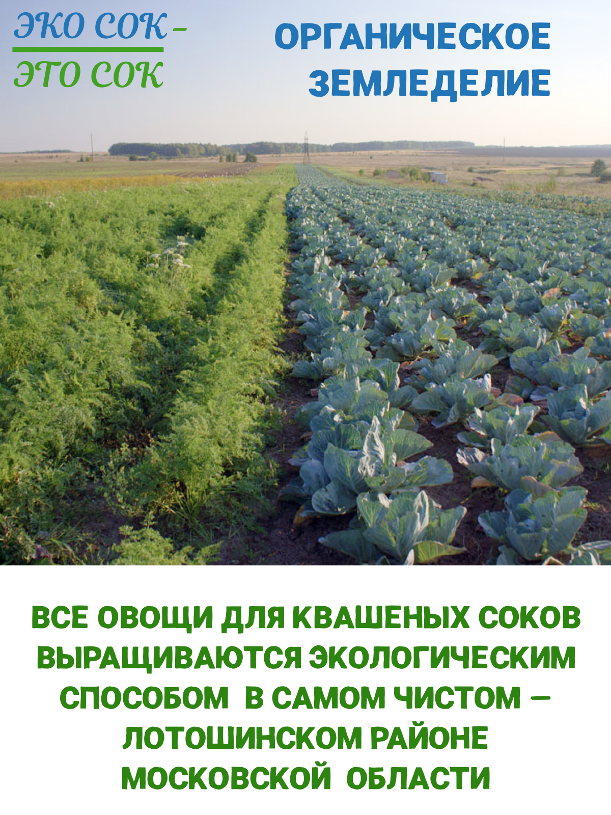 Купить Сок из квашеной свеклы ЭКОСОК, 200мл, Россия от ЭКОСОК - ЭТОСОК за  по цене 198₽ | Заказать Полезные соки и напитки с доставкой в Москве